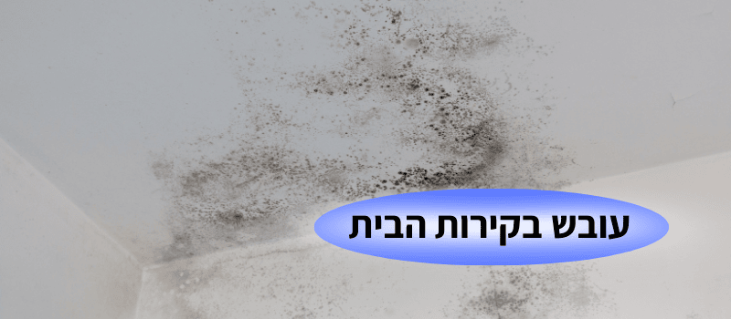 עובש בקירות הבית